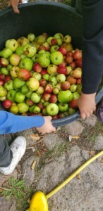 Kollhorst - Vom Apfel zum Saft